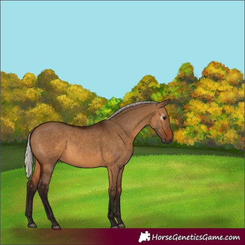 Horse Color:Gray Silver Bay Dun 