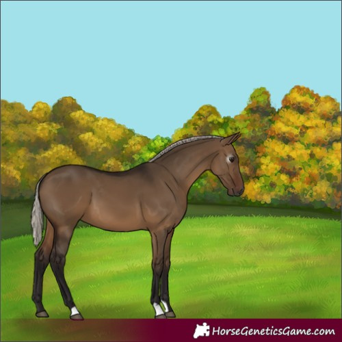 Horse Color:Gray Silver Bay Dun 