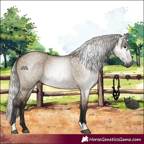 Horse Color:Gray Silver Bay Dun 