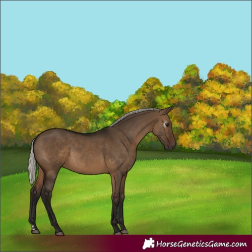 Horse Color:Gray Silver Bay Dun 