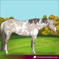 Horse Color:White Spotted Liver Red Dun Varnish Rabicano