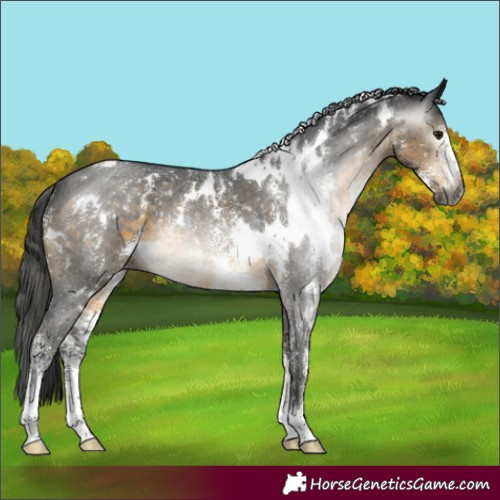 Horse Color:Gray White Spotted Buckskin Mushroom Sabino 