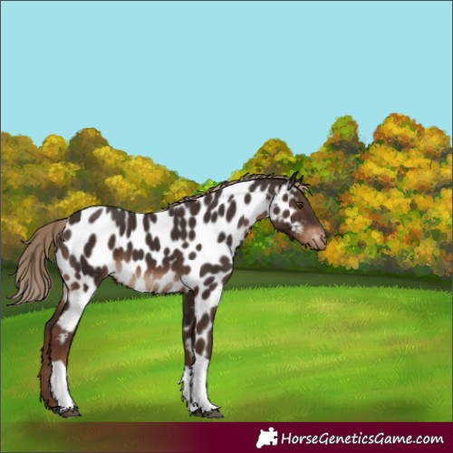 Horse Color:Liver Chestnut Tobiano Near Leopard Rabicano 