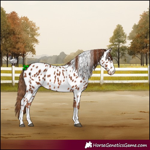 Horse Color:Chestnut Near Leopard 
