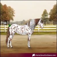 Horse Color:Chestnut Near Leopard 
