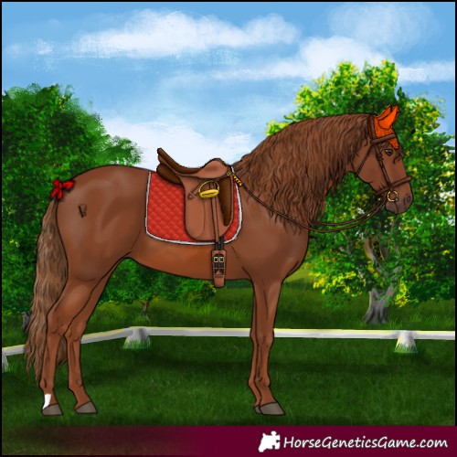 Horse Color:Chestnut 