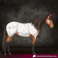 Horse Color:Bay Appaloosa 