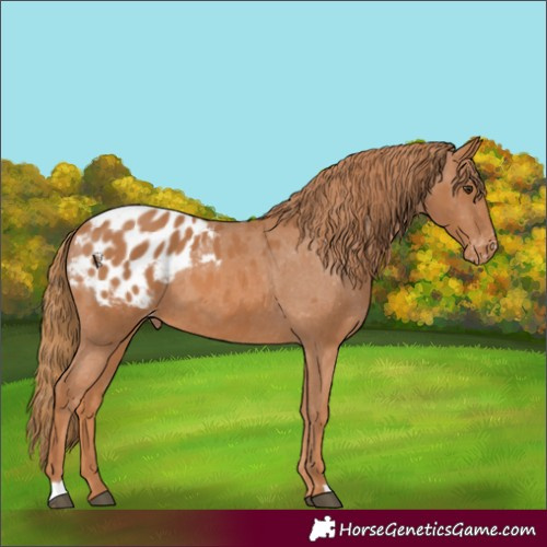 Horse Color:Chestnut Blanket 