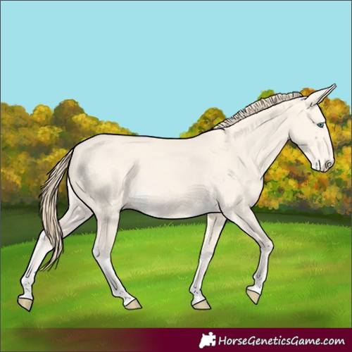 Horse Color:Perlino Dun 
