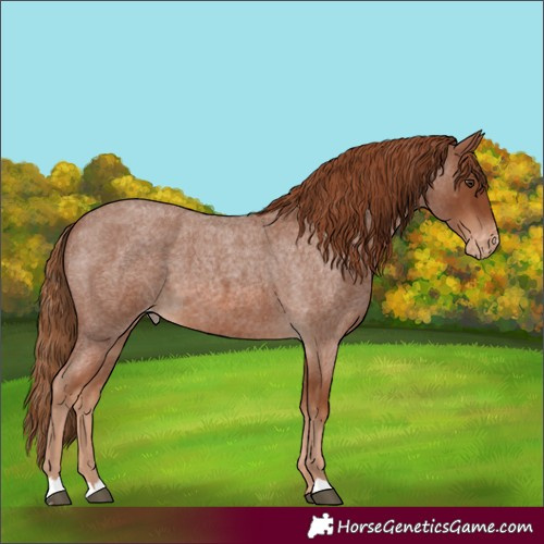 Horse Color:Red Roan Varnish