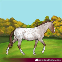 Horse Color:Red Roan Appaloosa 