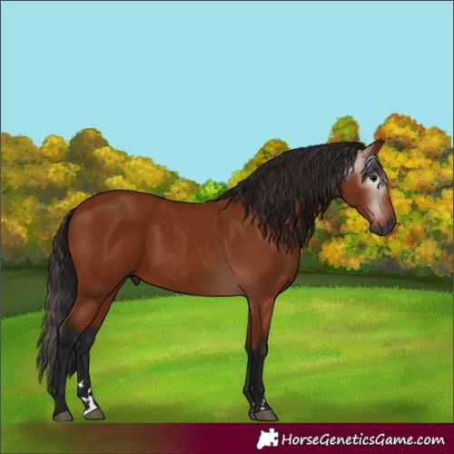 Horse Color:Gray Bay 