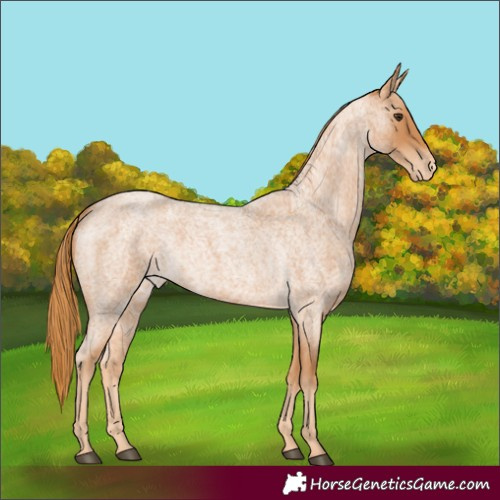 Horse Color:Red Roan Varnish