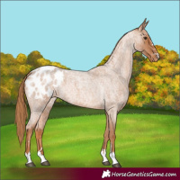 Horse Color:Red Roan Blanket 
