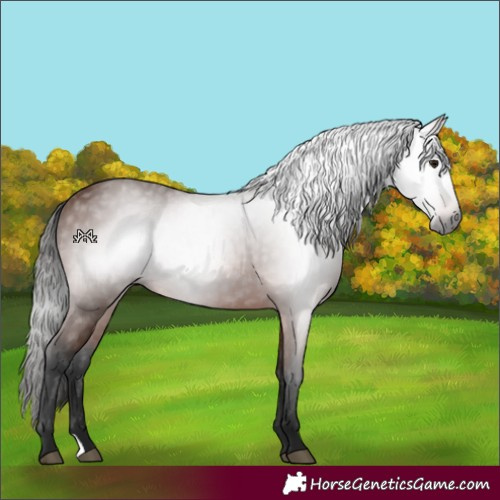 Horse Color:Gray Bay Rabicano 