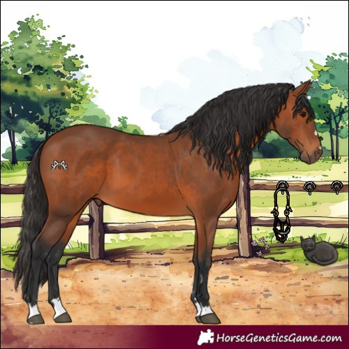 Horse Color:Bay 