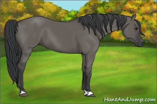 Horse Color:Grullo 