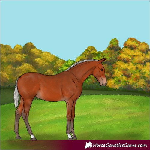 Horse Color:Silver Bay 