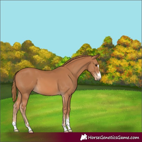Horse Color:Chestnut 