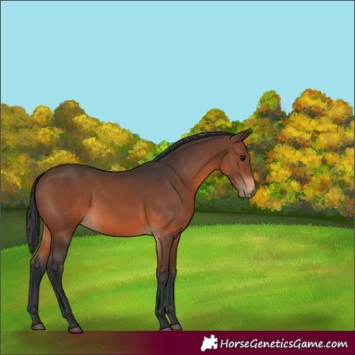 Horse Color:Brown 