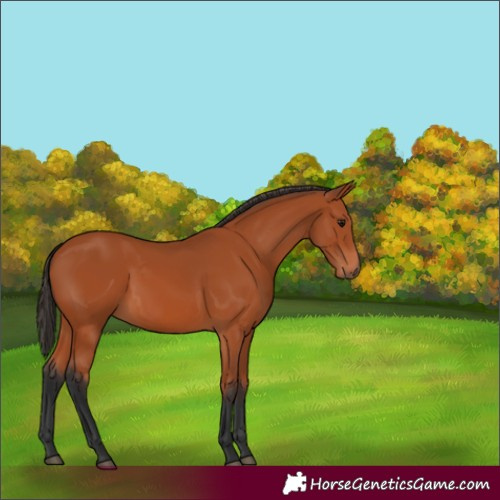 Horse Color:Bay 