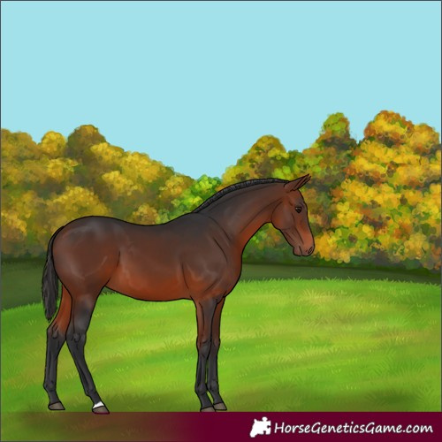 Horse Color:Bay 
