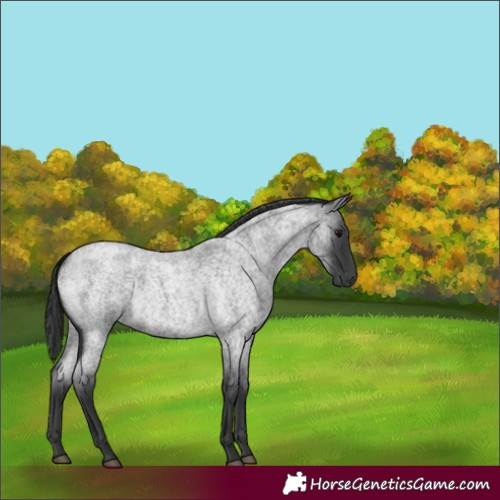 Horse Color:Blue Roan 