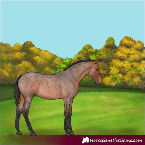 Horse Color:Bay Roan 