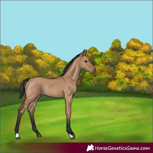 Horse Color:Bay Dun Rabicano 