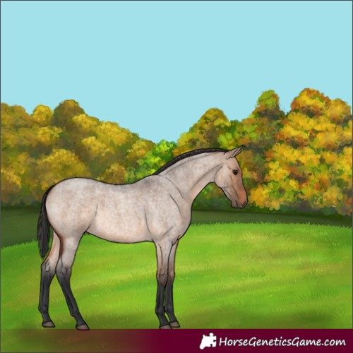 Horse Color:Brown Roan Dun 