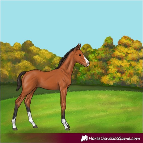 Horse Color:Bay 