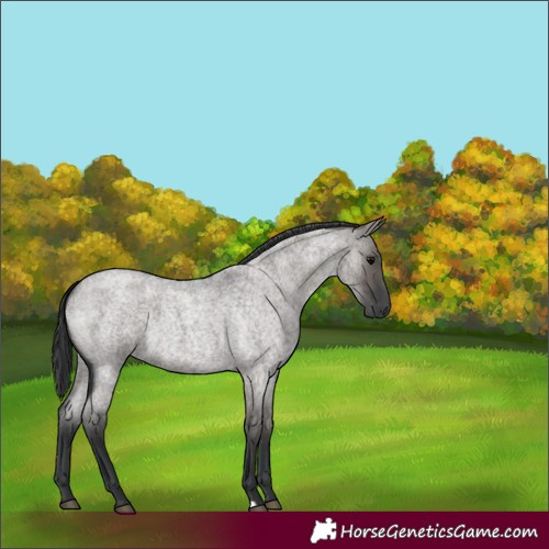 Horse Color:Grullo Roan 