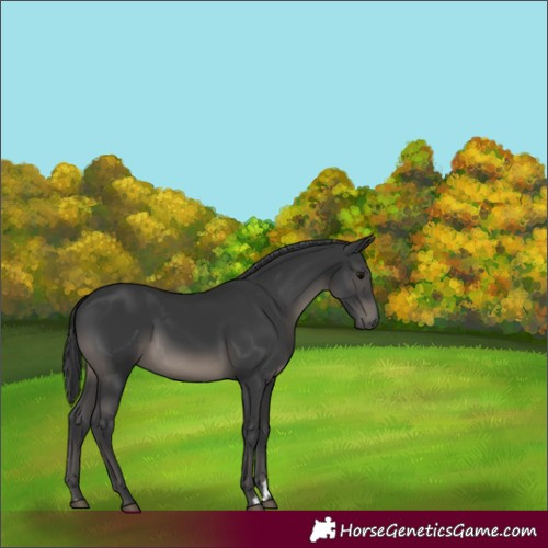 Horse Color:Black 