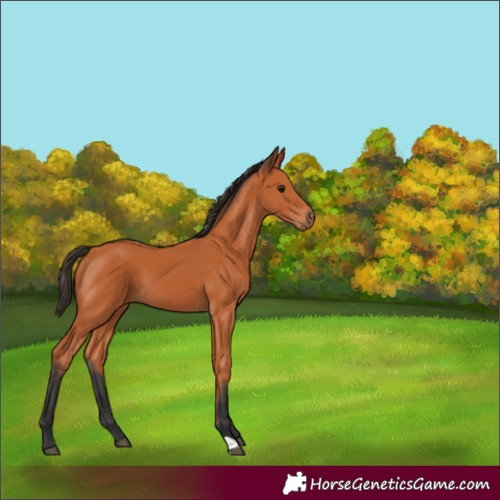 Horse Color:Bay 