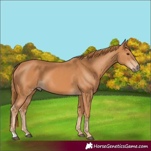 Horse Color:Chestnut 
