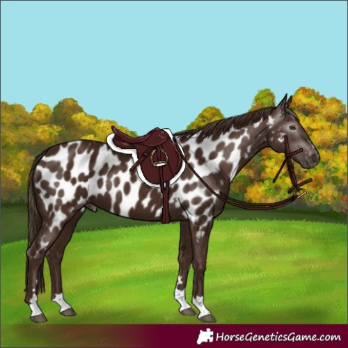 Horse Color:Gray Chestnut Appaloosa
