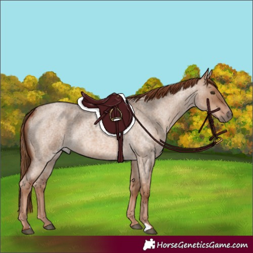 Horse Color:Red Dun Roan 