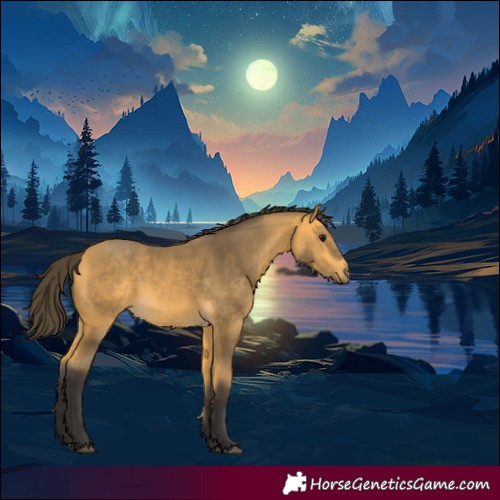 Horse Color:Buckskin 