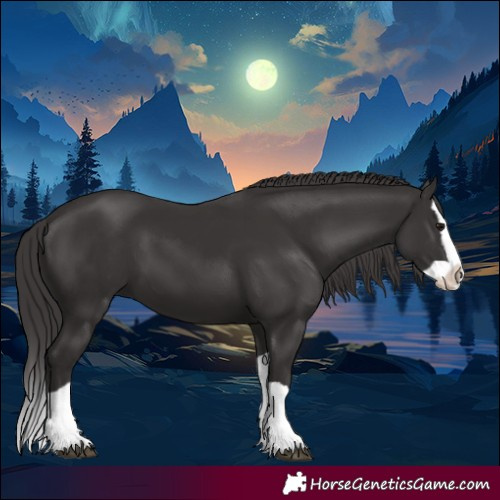 Horse Color:Smoky Black Splash 