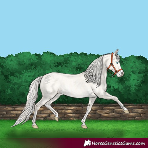 Horse Color:Cremello Roan Dun Splash  and Cremello Roan Dun Splash Frame 