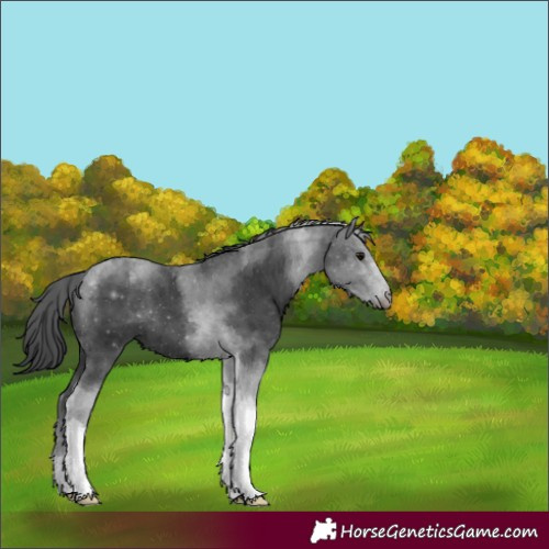 Horse Color:Black Tobiano 