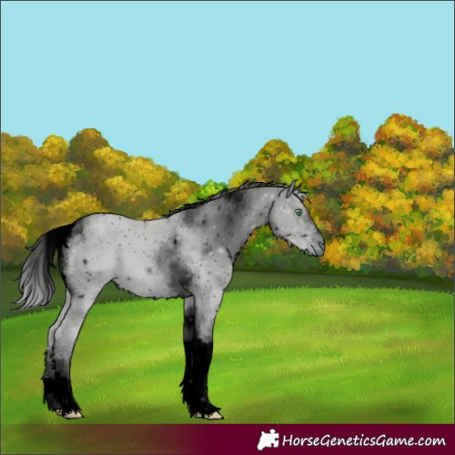 Horse Color:ERROR: UNKNOWN ANOMALY