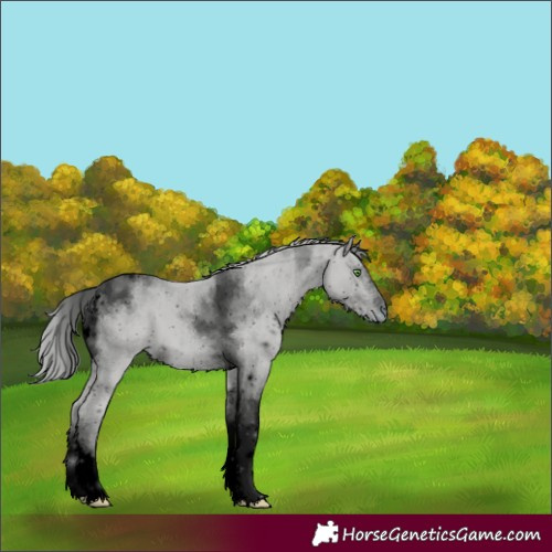 Horse Color:ERROR: UNKNOWN ANOMALY