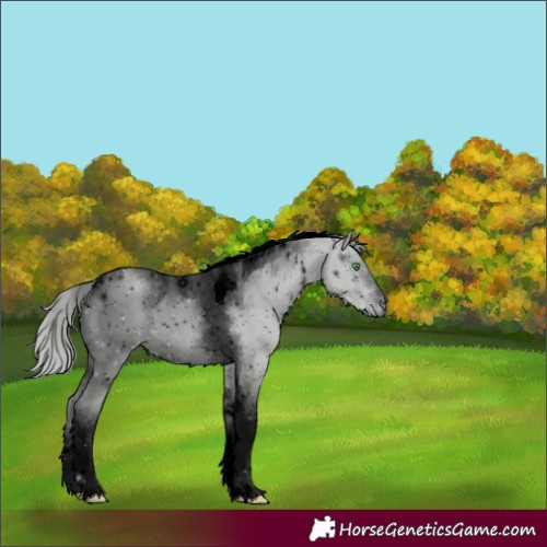 Horse Color:ERROR: UNKNOWN ANOMALY