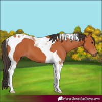 Horse Color:Bay Tobiano 