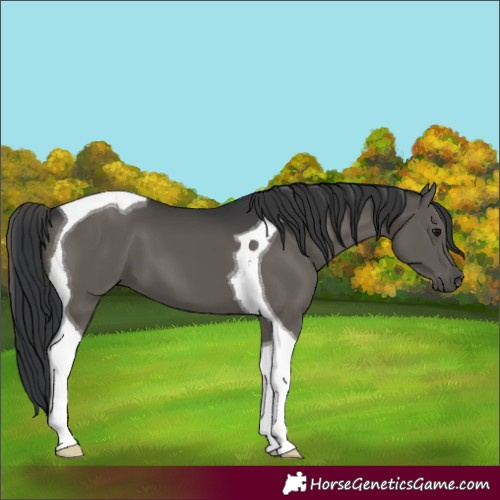 Horse Color:Black Tobiano 