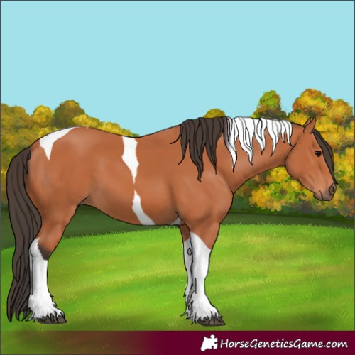 Horse Color:Bay Tobiano 