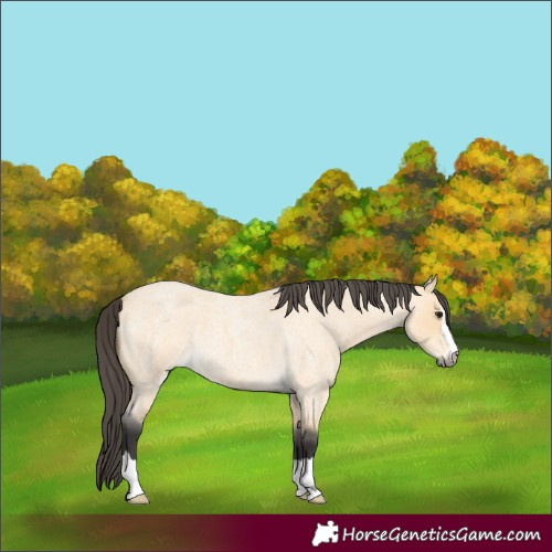 Horse Color:Buckskin Roan 