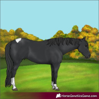 Horse Color:Black Tobiano Rabicano