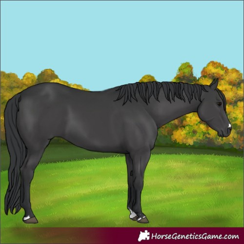 Horse Color:Black 